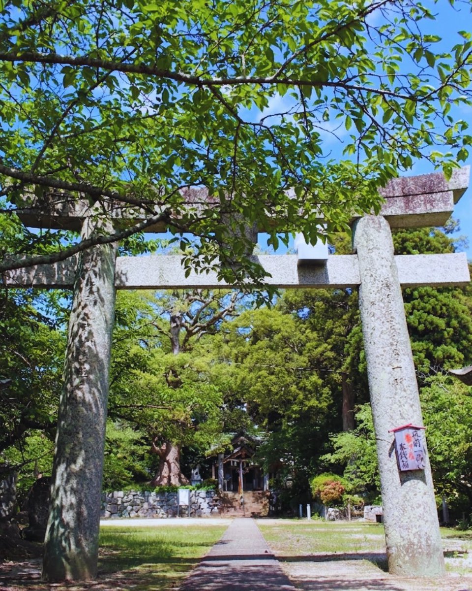 tsunaguitoshima's tweet photo. 糸島からこんにちは☀️

久々の☀️ということで、糸島市観光協会のレンタサイクルは出払いました🚲💦

掲載写真は #六所神社（ろくしょじんじゃ）境内に佇む2本の大樟🌳🌳
樹齢800年以上といわれる巨木です🦉

緑が眩しい季節ですね☺️

⛩️六所神社
住所｜福岡県糸島市志摩馬場344 https://t.co/cPBlRvCBBd