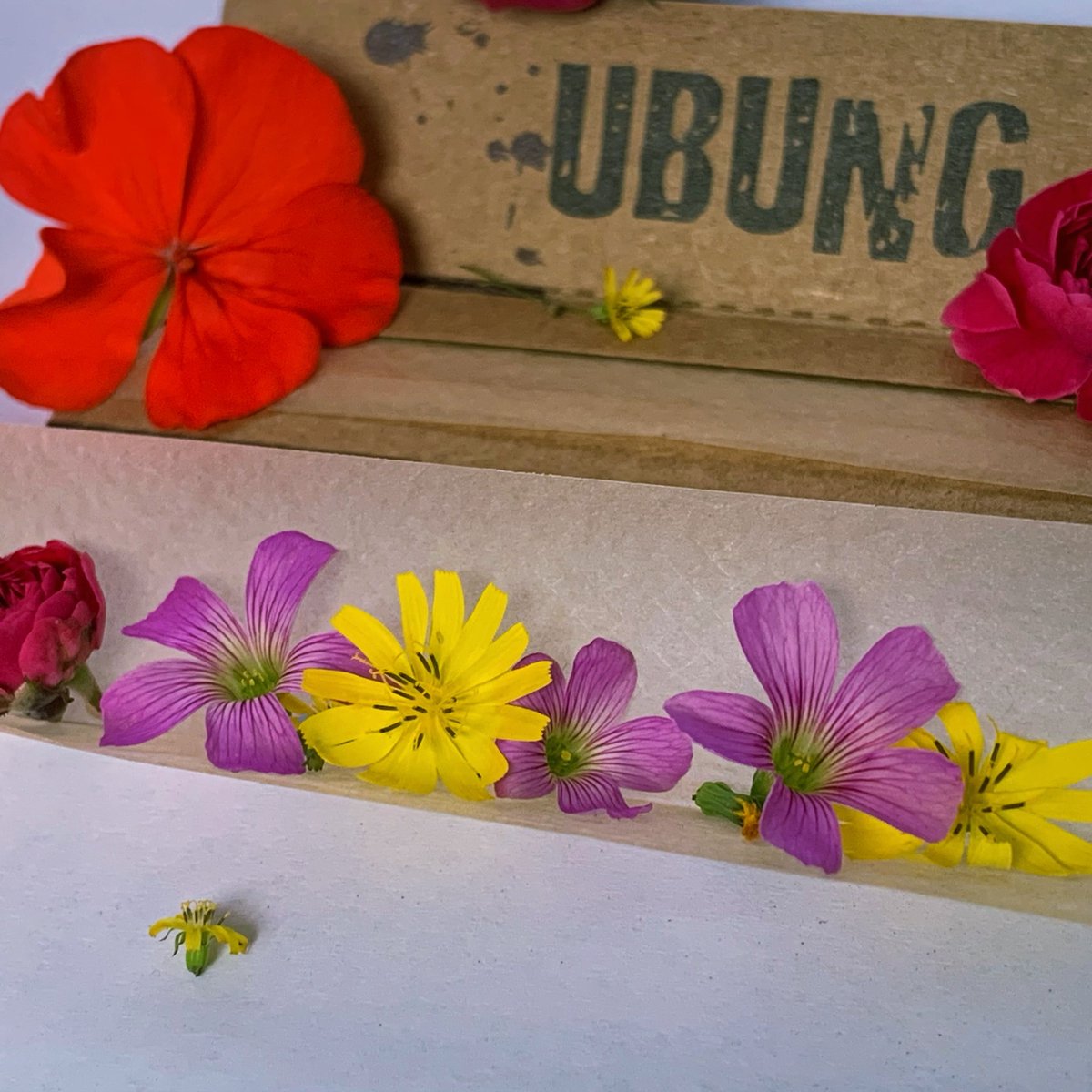 UBUNGprerolled's tweet photo. Do you have a habit of taking a walk before going to bed? https://t.co/J3JjQOGuej