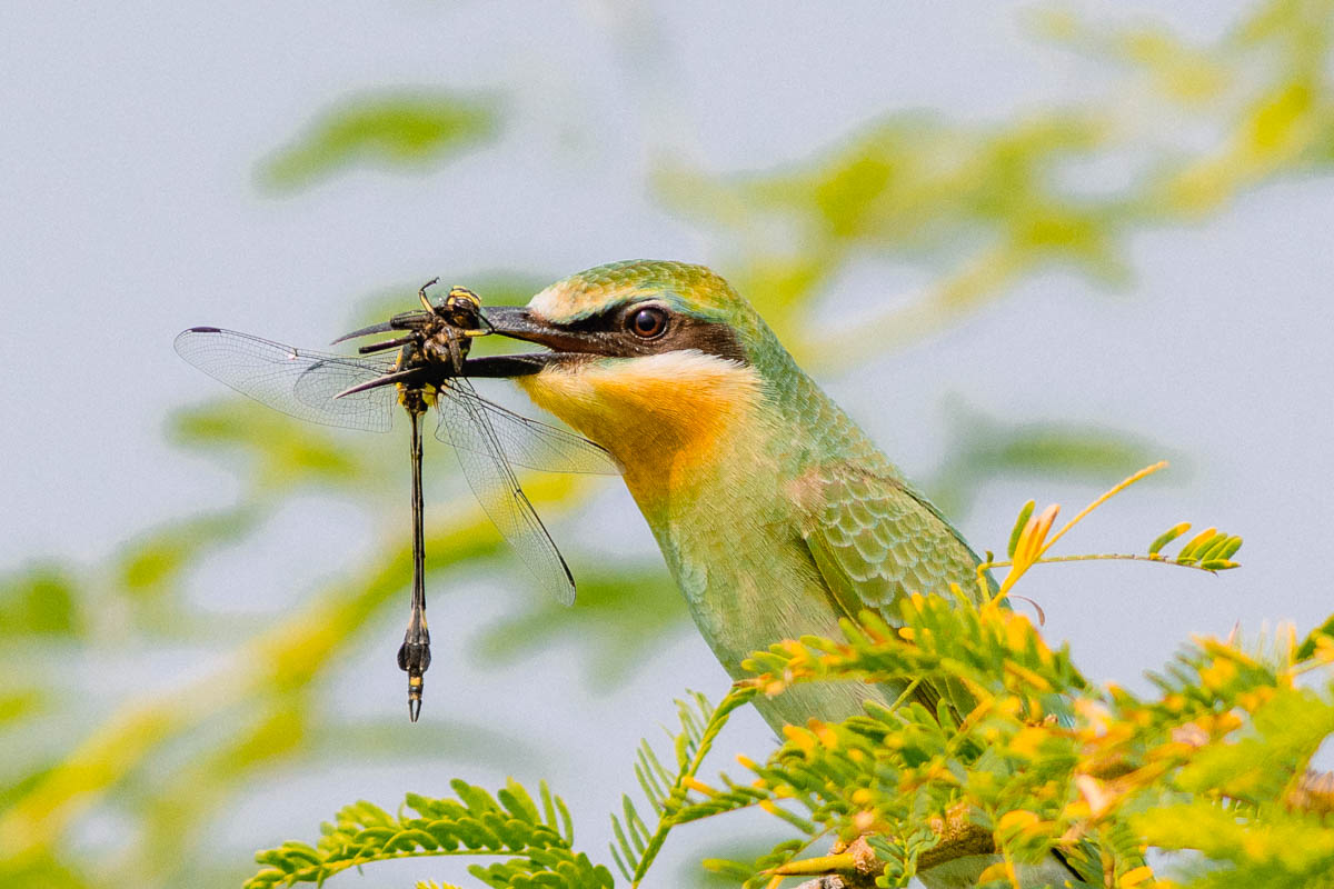 wildgirish's tweet photo. One of the best bird photography tips I can offer is this: do not stop at a pretty perch if the behaviour is still unfolding 🪶 #IndiAves #birdphotography 
A lot of bird photography becomes more powerful when it moves beyond appearance and starts showing behaviour. In this image, the bird holding a dragonfly turns the frame into more than a portrait. It becomes a moment about feeding, survival, timing, and action. That extra layer is what often makes a wildlife image memorable.
For photographers working on bird photography for beginners, this is an important lesson. It is easy to take a photo the moment the bird lands and move on. But if you stay a little longer, observe carefully, and anticipate what might happen next, you often come away with something stronger. Behaviour gives the viewer a reason to pause.
This is why patience is one of the most underrated wildlife photography tips. Camera settings matter, of course, but observation matters just as much.
I cover this kind of practical thinking in my one-to-one bird photography and wildlife photography workshops, where I help photographers improve not only technical skills but also timing, fieldcraft, and visual storytelling. Details are in the link in bio.