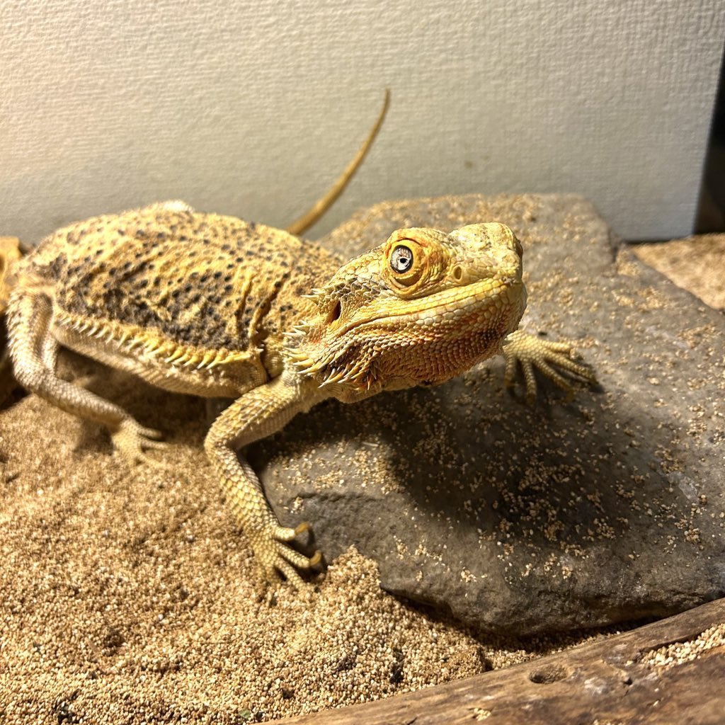 Pierce_Bar_Cham's tweet photo. 【6/10(水) 18時OPEN】

週の真ん中水曜日🦎✨ 

ひと息つきたい夜に、爬虫類たちと触れ合いながらゆったり一杯いかがですか？

まったり飲みも大歓迎🍸

#爬虫類バー #郡山バー #郡山飲み #水曜日 https://t.co/ih8Z7nVqpt