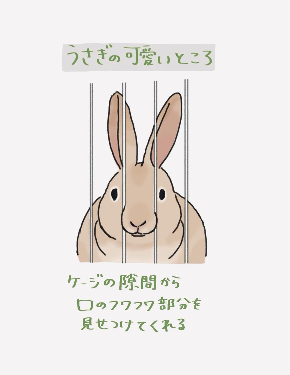 booboousag's tweet photo. うさぎの可愛いところ https://t.co/IBP8Vp798U