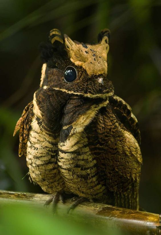 zomjoong's tweet photo. jongho—great eared nightjar https://t.co/Hp7Ixc9Jv9