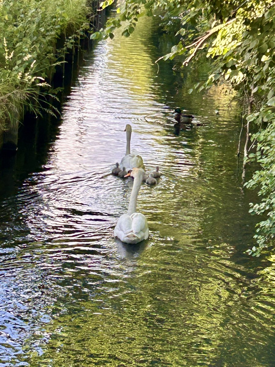 Stevewal63's tweet photo. The Swan family. 🦢🦢#VitaminN https://t.co/AokdhZWu3j