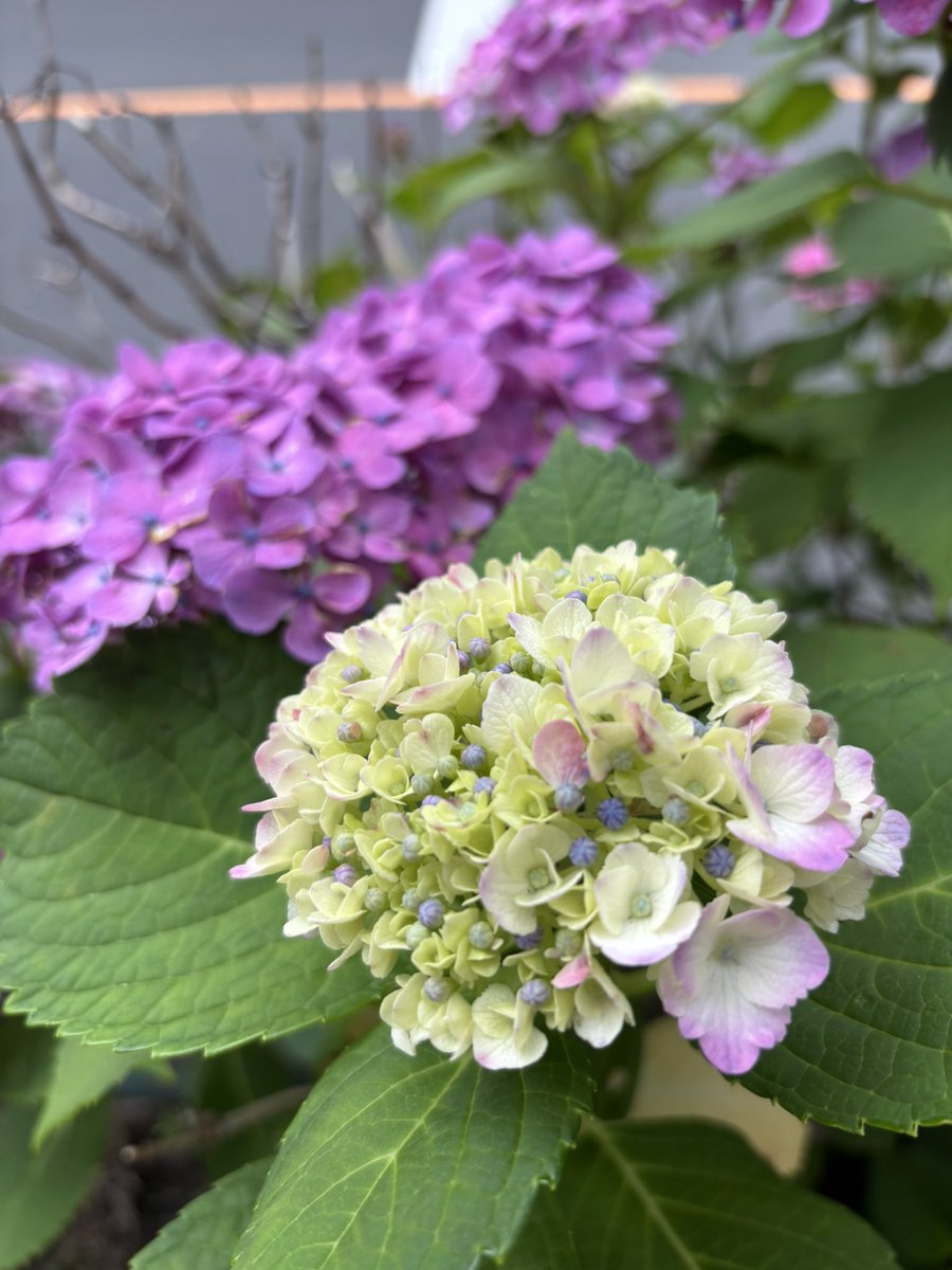 kawaikingyo's tweet photo. 💠今日の紫陽花。
点滴堂に紫陽花風のペタンコブローチをお届けしました。プラスティックのコースター付き。
※手染めの布とリボンを使っているので水に濡れると少し色落ちします。お気をつけください。 https://t.co/qSXd1ywdaP