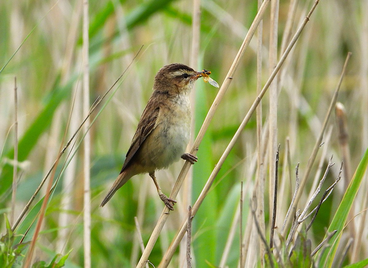 WouterFMD's tweet photo. Nog even verder met de vogeltjes die zorgen voor hun kroost. Deze rietzanger heeft een gevleugeld insect te pakken, maar ik zag er ook al met een libel in de bek. De rietzangers doen het erg goed dit seizoen, je hoort ze overal zingen als je rietkragen passeert. https://t.co/QCOZGafzPw
