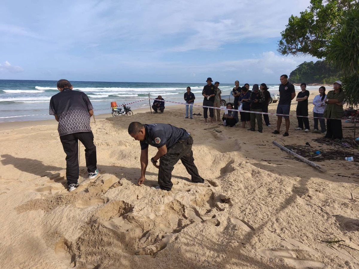 pr_prdnp's tweet photo. 🐢 ข่าวดีรับหน้าฝน! แม่เต่ามะเฟืองขึ้นวางไข่นอกฤดูกาล "รังที่ 5" ณ หาดเขาหน้ายักษ์ อช.เขาลำปี–หาดท้ายเหมือง จ.พังงา ตรวจนับไข่ได้ทั้งหมด 123 ฟอง🥚

🌊เนื่องจากจุดเดิมเสี่ยงน้ำท่วม เจ้าหน้าที่จึงย้ายไปคอกอนุบาลปลอดภัยแล้ว 💚

#เต่ามะเฟือง #อุทยานแห่งชาติเขาลำปีหาดท้ายเหมือง https://t.co/qhQyF0Dj5h