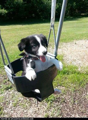 aspendoggy's tweet photo. still  having fun despite everything!!! https://t.co/fZ1uoT9P4o