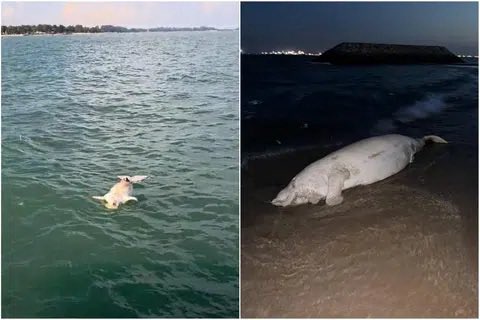 marcuschua's tweet photo. Some kind of grand irony that a dugong stranded in Singapore a day after the marine mammal stranding workshop.

https://t.co/M7ijyTxIw8 https://t.co/1e43dE3G8r
