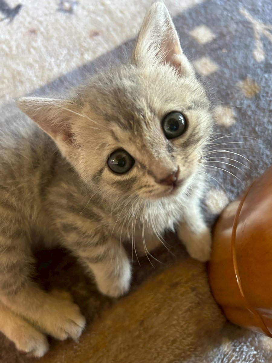 mitsuya6217's tweet photo. 実家に子猫がやってきたとさ https://t.co/c38h0MKhmX
