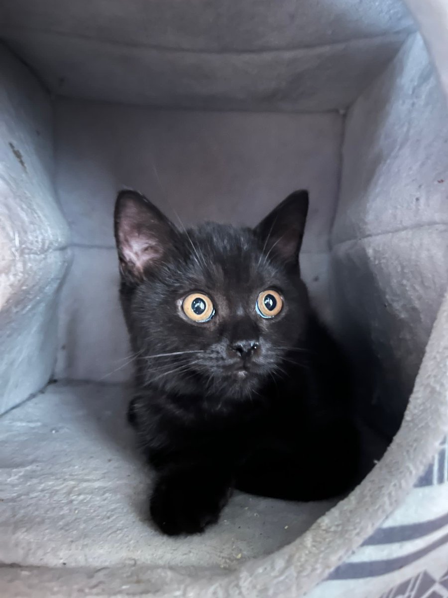 laufmaedel's tweet photo. #DieWilden13K Teil 5: Salem. 
21.3.2022 bis 7.11.2025.
Mein schwarzer Hexenkater (Sabrina und Salem), der Schöne mit den schönsten Karamellaugen der Welt. 
Der Einzige, den ich damals vom Züchter gekauft habe, weil ich unbedingt einen schwarzen Kater wollte. Und ihn wollte keiner, weil er schwarz war. Pech für die Anderen. 
Der sanfte große mit dem Quietschestimmchen, unsere Prinzessin Mimimi. 🤭 Wenn ihm etwas nicht gepasst hat, hat er rumgequietscht und die Anderen angeschrieen. 
Kuscheln gerne, aber nur mit uns. Von den anderen Katzen war er höchstens genervt. Er war glücklich, wenn er einfach nur in irgend einer Ecke rum liegen konnte und seine Ruhe hatte.
Leider wurde er nur 3,5 Jahre alt. 
Und jetzt, wo ich das schreibe, stelle ich fest, dass Salem erst sieben Monate weg ist, mir kommts wie eine halbe Ewigkeit vor.
#cats #CatsOfTwitter