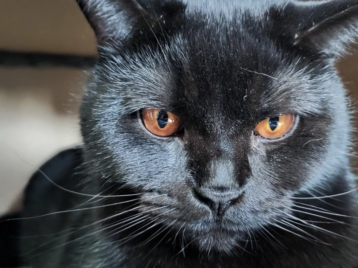 laufmaedel's tweet photo. #DieWilden13K Teil 5: Salem. 
21.3.2022 bis 7.11.2025.
Mein schwarzer Hexenkater (Sabrina und Salem), der Schöne mit den schönsten Karamellaugen der Welt. 
Der Einzige, den ich damals vom Züchter gekauft habe, weil ich unbedingt einen schwarzen Kater wollte. Und ihn wollte keiner, weil er schwarz war. Pech für die Anderen. 
Der sanfte große mit dem Quietschestimmchen, unsere Prinzessin Mimimi. 🤭 Wenn ihm etwas nicht gepasst hat, hat er rumgequietscht und die Anderen angeschrieen. 
Kuscheln gerne, aber nur mit uns. Von den anderen Katzen war er höchstens genervt. Er war glücklich, wenn er einfach nur in irgend einer Ecke rum liegen konnte und seine Ruhe hatte.
Leider wurde er nur 3,5 Jahre alt. 
Und jetzt, wo ich das schreibe, stelle ich fest, dass Salem erst sieben Monate weg ist, mir kommts wie eine halbe Ewigkeit vor.
#cats #CatsOfTwitter