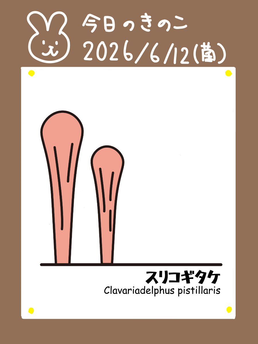 きのこ様専門ページ 🍄金曜日は「菌曜日」🍄 スリコギタケはその名の通りの形をしています