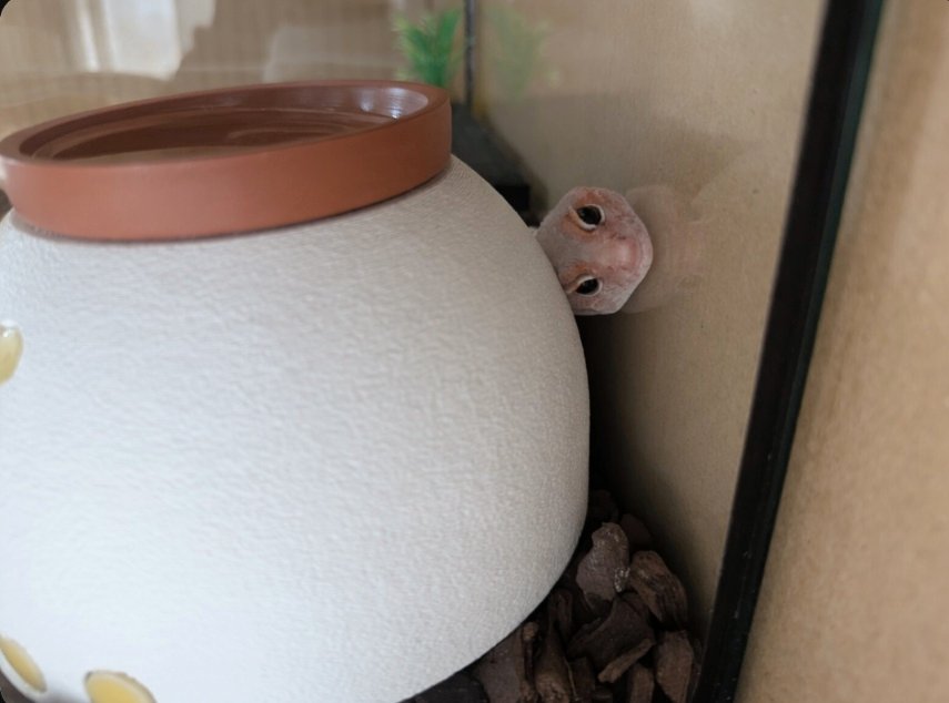 kl3771's tweet photo. こちらを見ている🦎
その後心配なので救出しました🤣 https://t.co/Z41AtIDFCU