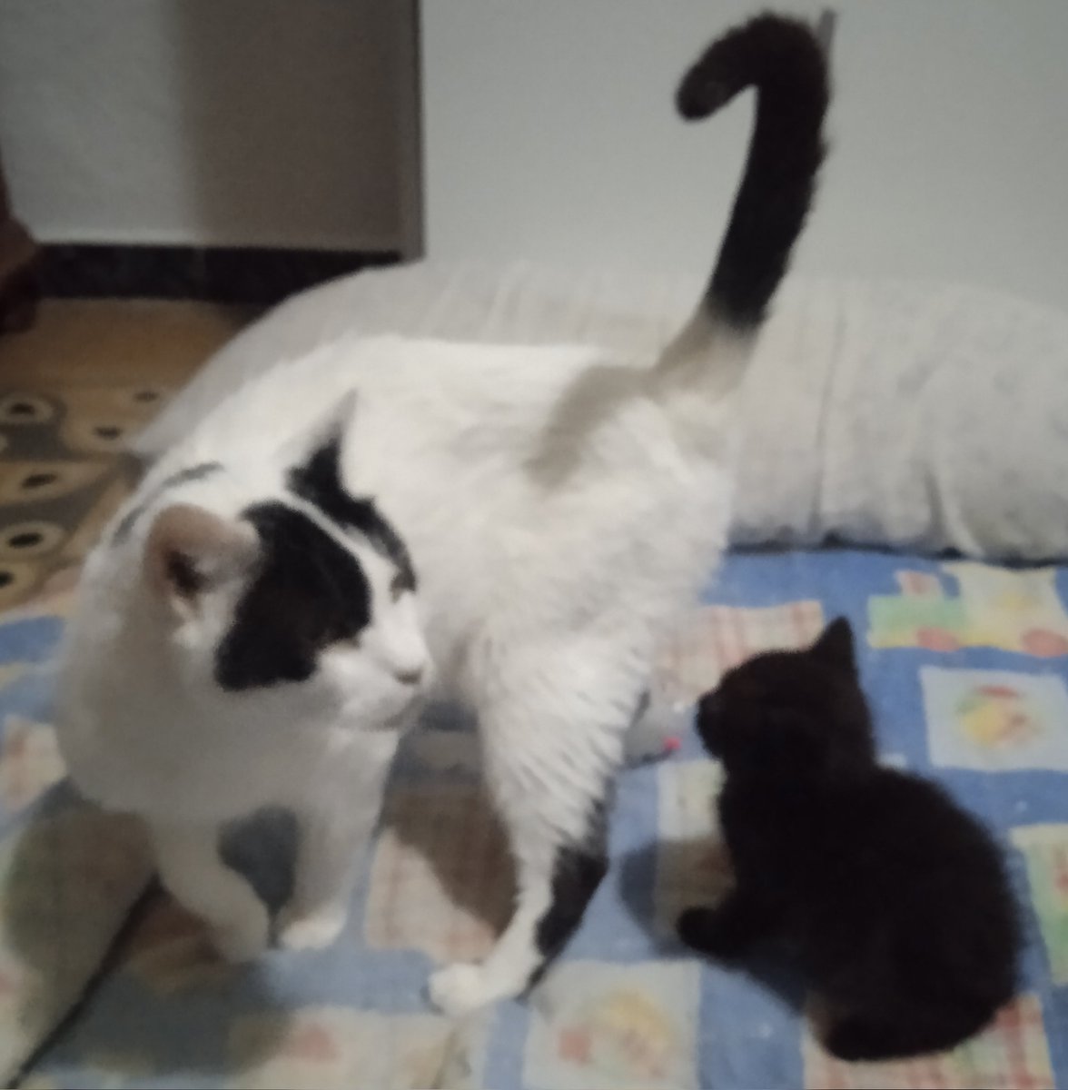 plutoni239's tweet photo. Bon dia amigues i amics, amunt ☕💖🍀🌸🐾 https://t.co/JkxTew0vKJ
