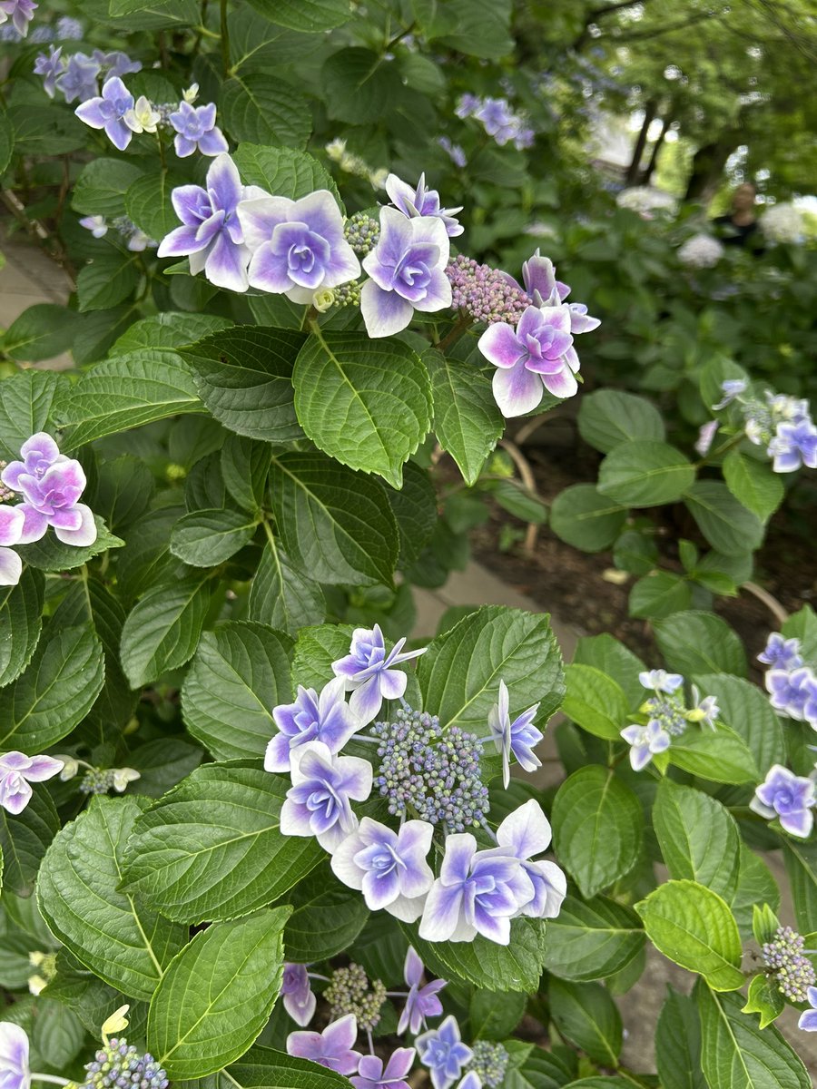 hgc_mp's tweet photo. そして道挟んだ所にある道場跡！と、高幡不動尊で紫陽花観てきましたー！！！(^q^)
…しばらくは新選組オタクっぽくなると思いますわ！！仕方ないね！(^q^) https://t.co/thEK9d1fa3