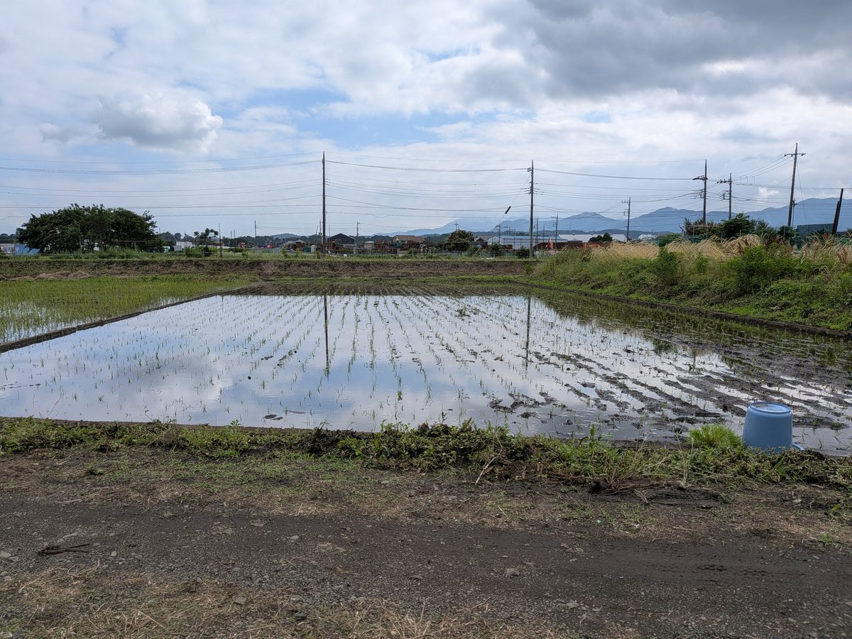 _tsu283's tweet photo. 田植え最終日🔥
今日で終えた！
腰とふくらはぎ筋肉痛_:(   _    ﾟ ロ ﾟ ):_ https://t.co/9eeW1wUlVo