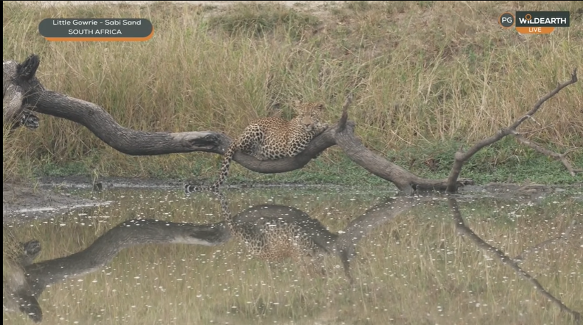vokstar's tweet photo. There is part of me that wants to see him fall in the water I have to say #wildearth https://t.co/nEDeekBoba