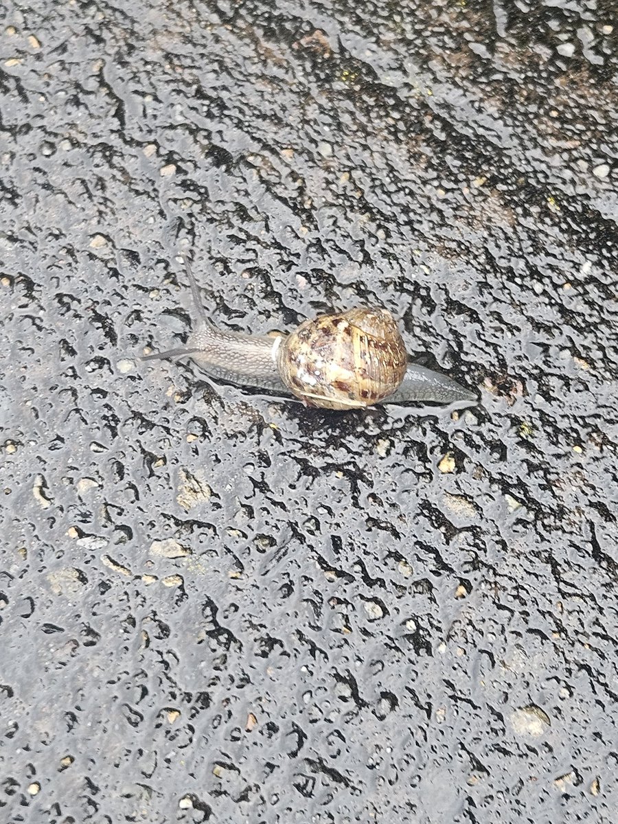 dragonicz_'s tweet photo. I saw this snail earlier.. W snail https://t.co/pnE53g3ANc