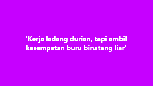 SinarOnline's tweet photo. 'Kerja ladang durian, tapi ambil kesempatan buru binatang liar'

KUALA KRAI – Di sebalik pekerjaan di ladang durian, lima warga Myanmar dipercayai mengambil kesempatan memasang jerat dan memburu hidupan liar untuk dijadikan sumber makanan serta koleksi hiasan.

Kegiatan itu dibongkar menerusi Operasi Bersepadu Khazanah (OBK) yang digerakkan Jabatan Perlindungan Hidupan Liar dan Taman Negara (Perhilitan) bersama Polis Diraja Malaysia (PDRM) di Sungai Chenulang, di sini, pada Selasa.

#SinarHarian #Thread #kerja #ladangdurian #binatangliar