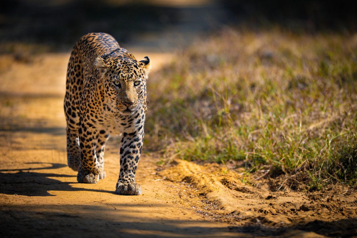 Sanjay_TigerR's tweet photo. Leopards are among the most adaptable big cats, thriving across diverse habitats including forests, grasslands, and rocky landscapes. Their versatility and stealth make them successful predators in a wide range of environments.
P.C. - Animesh Saxena
#LeopardFact #SanjayTR https://t.co/DCHv28uBL5