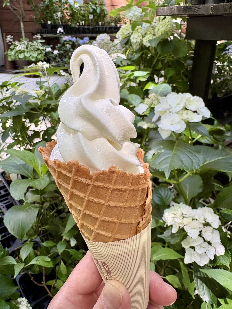 bird_5863's tweet photo. 【神戸市立森林植物園】
園内の楽しみは🎶
ソフトクリーム🍦¥550
是非、食べてくださいね😋 https://t.co/Z2zcl2R2kI