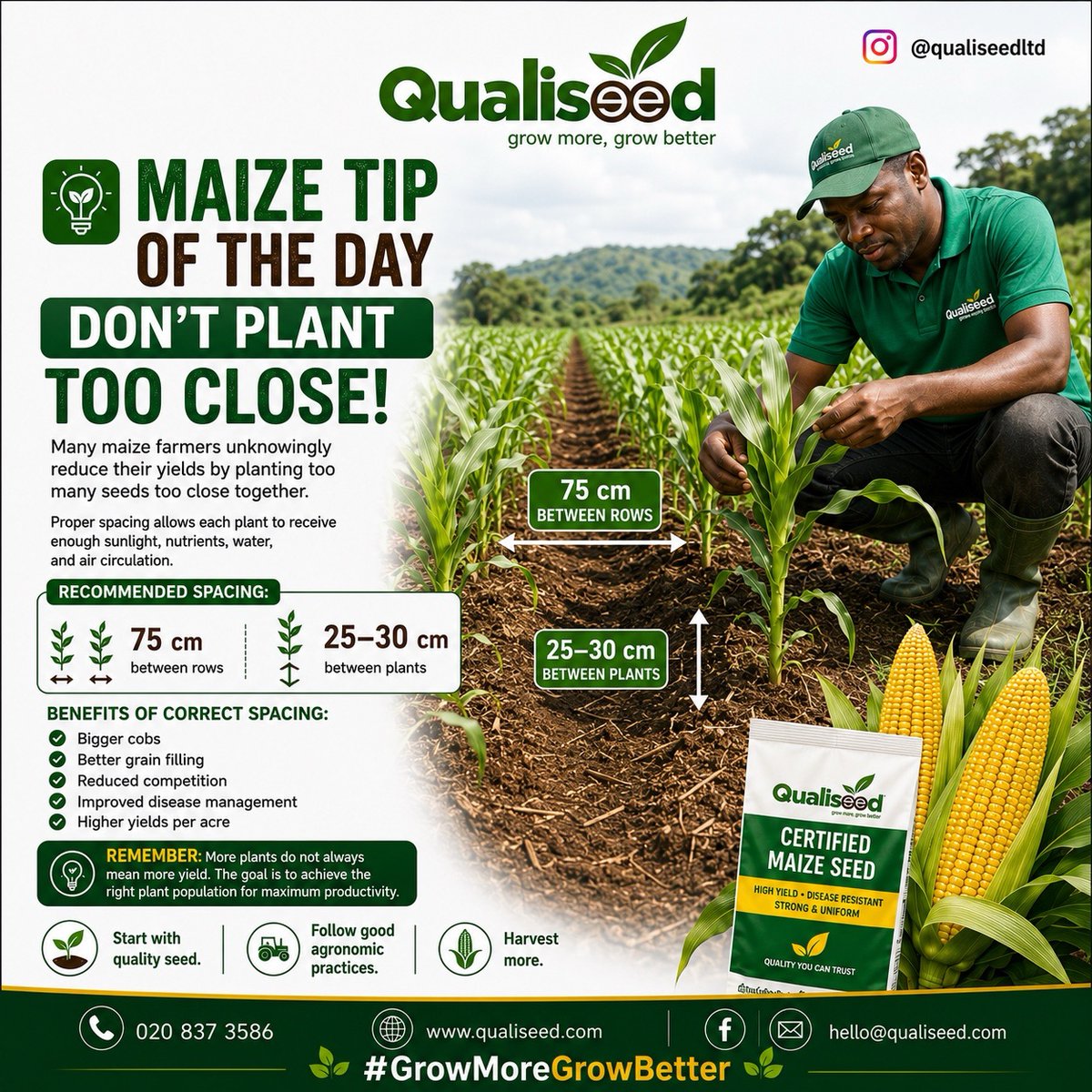 qualiseed's tweet photo. Give your maize the space it needs to thrive.

Proper spacing means stronger plants, bigger cobs, better grain filling, and higher yields at harvest.

Plant smart. Grow strong. Harvest more.

#GrowMoreGrowBetter #Qualiseed #MaizeFarming #FarmingTips #PlantWithQualiseed https://t.co/K7n30BZo8Q