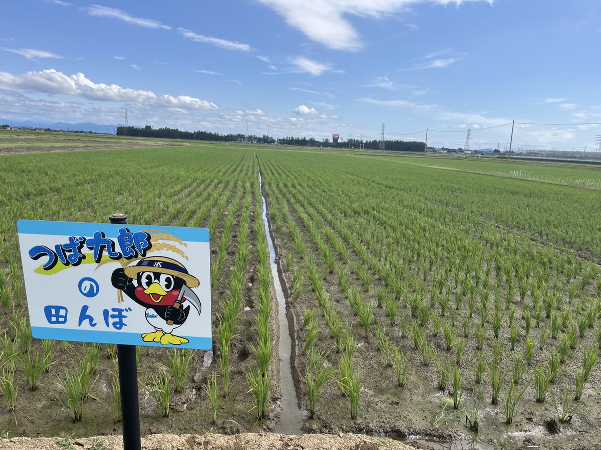 tsubame_kai's tweet photo. #つば九郎の田んぼ の溝切りが完了しました！

田んぼの苗が綺麗に植えてあるのがわかります✨

#セ・パ交流戦 で苦戦してますが、悪い流れもここで断ち切って欲しいです。⚾️🌾

今日の勝利を願って、#燕市 から #応燕 しています！

#連敗ストップ https://t.co/ISK3WKL7f3