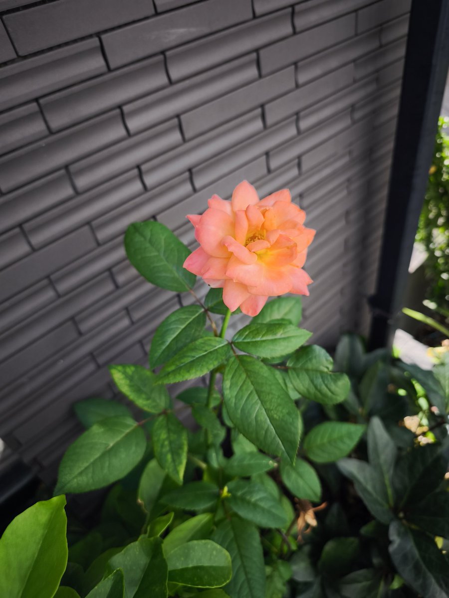 mtg84's tweet photo. 代々木 https://t.co/oyelnjwyzl