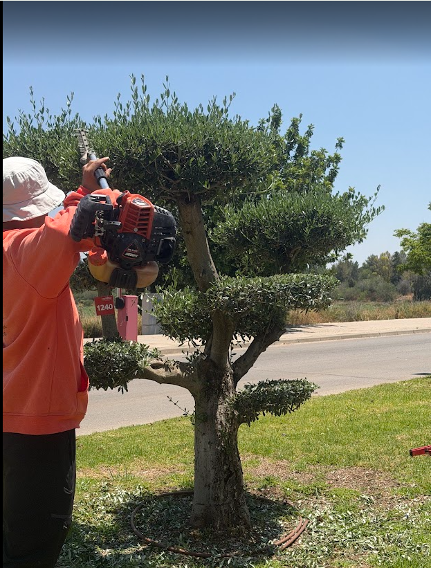 ramcohen10's tweet photo. למה לעזאזל עצים בעיר מודיעין [בתמונה כניסה למכבים] מתחילים להיות ננסיים, מגולחים ומעוצבים כאילו נפלנו לגני ורסאי?
ממתי עץ ארץ ישראלי יפה ומפואר, עץ שנותן צל וזית הפך להיות גדם עם ציציות ופאות? מאיפה הטעם הרע הזה, חוסר ההבנה והפגיעה בערכי הטבע? 
חיים ביבס תעשה סדר בעיר @BibasHaim https://t.co/pi3iSyJ9jx