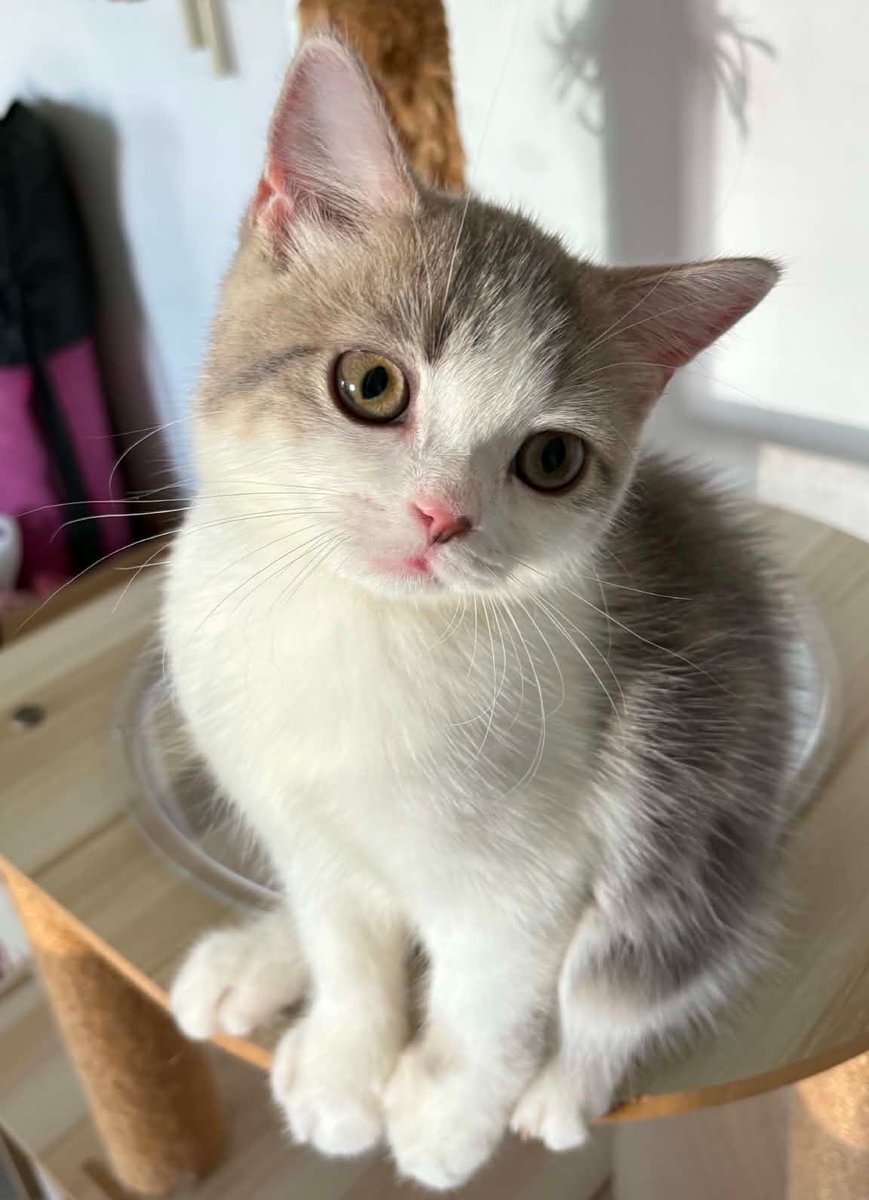 𝓶𝔁𝓻𝓶ï𝓵𝓬𝓱 ⋆𐙚 ̊.⋆🐾° tweet media