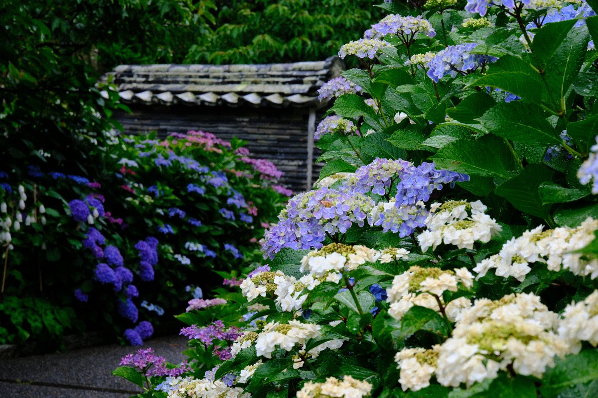 kankomie's tweet photo. ／
お寺を包む1500株の紫陽花💜
三重のあじさい寺「大慈寺（だいじじ）」
2026年の見頃とあじさい祭りはいつ？
＼

「志摩のあじさい寺」として愛される三重県志摩市の大慈寺では、美しい紫陽花の見頃を迎えています。

まるでお寺を包み込むかのように、美しく咲き乱れる圧巻のスケールは必見！

雨の日にこそ映える、しっとり美しい今年の見頃と、あじさい祭りの情報をお届けします。

見頃は6月20日頃まで続く予想です✨

詳細はこちら👇
https://t.co/PhqPkeXmAb