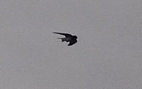 fukkyac's tweet photo. ツバメのヒナしゃん達空を飛ぶ練習していました🐣
#つばめ #ツバメ #燕 #swallow
#居候 https://t.co/sHJReJyPL7