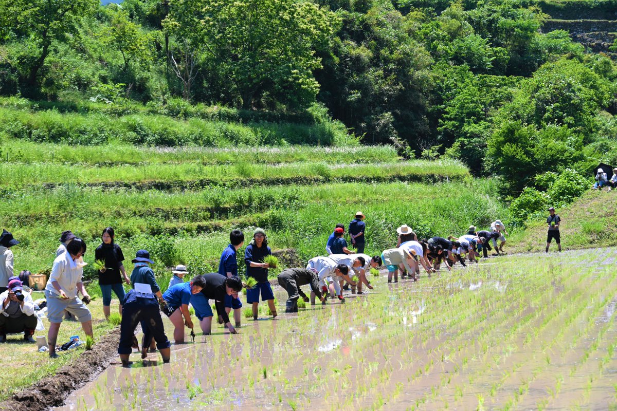usacity_pr's tweet photo. この日を楽しみに多くの方々が参加されました🙌🏻
初夏を思わせる様な、絶好の晴天に恵まれ、小さなお子さんや高校生、大人も一緒になって、わいわいと賑やかで楽しい田植えとなりました✨
大自然の中、最高の1日でした❣️
丁寧に植えた苗が、大きく大きく育ちます様に🌾 https://t.co/VmfBYkLNT2