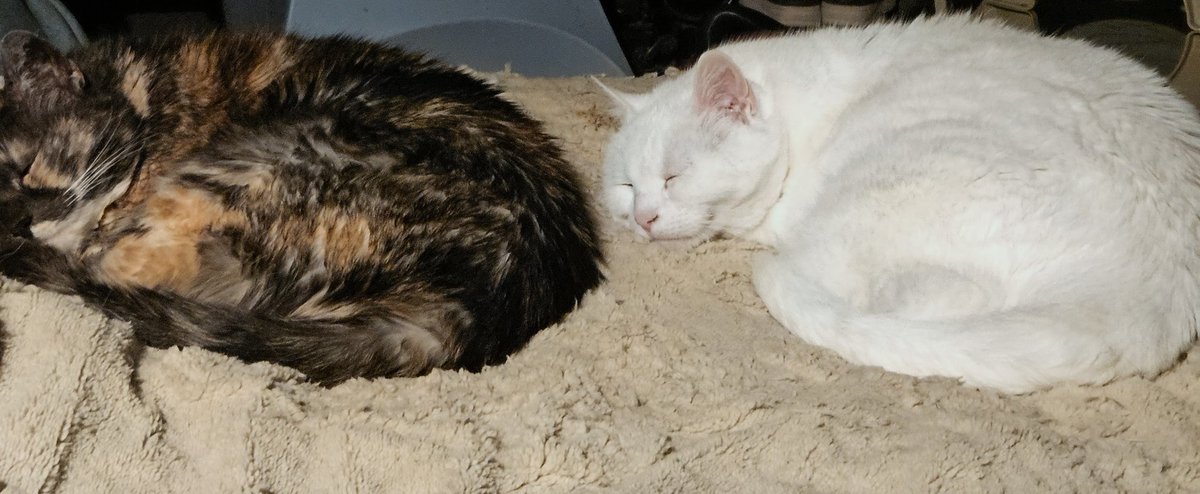 PersoonsTilly's tweet photo. Goedemorgen van mijn twee Luitjes😊 zou het genetisch bepaald zijn😉"synchroon slapen" nieuwe Olympische discipline😅fijne ontspannen dag💫🖐 https://t.co/GEP5bYxv6J