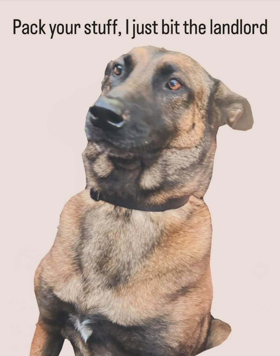 TheAdorablePups's tweet photo. Shit just got real 😭😭 https://t.co/4NMs5rK6gs