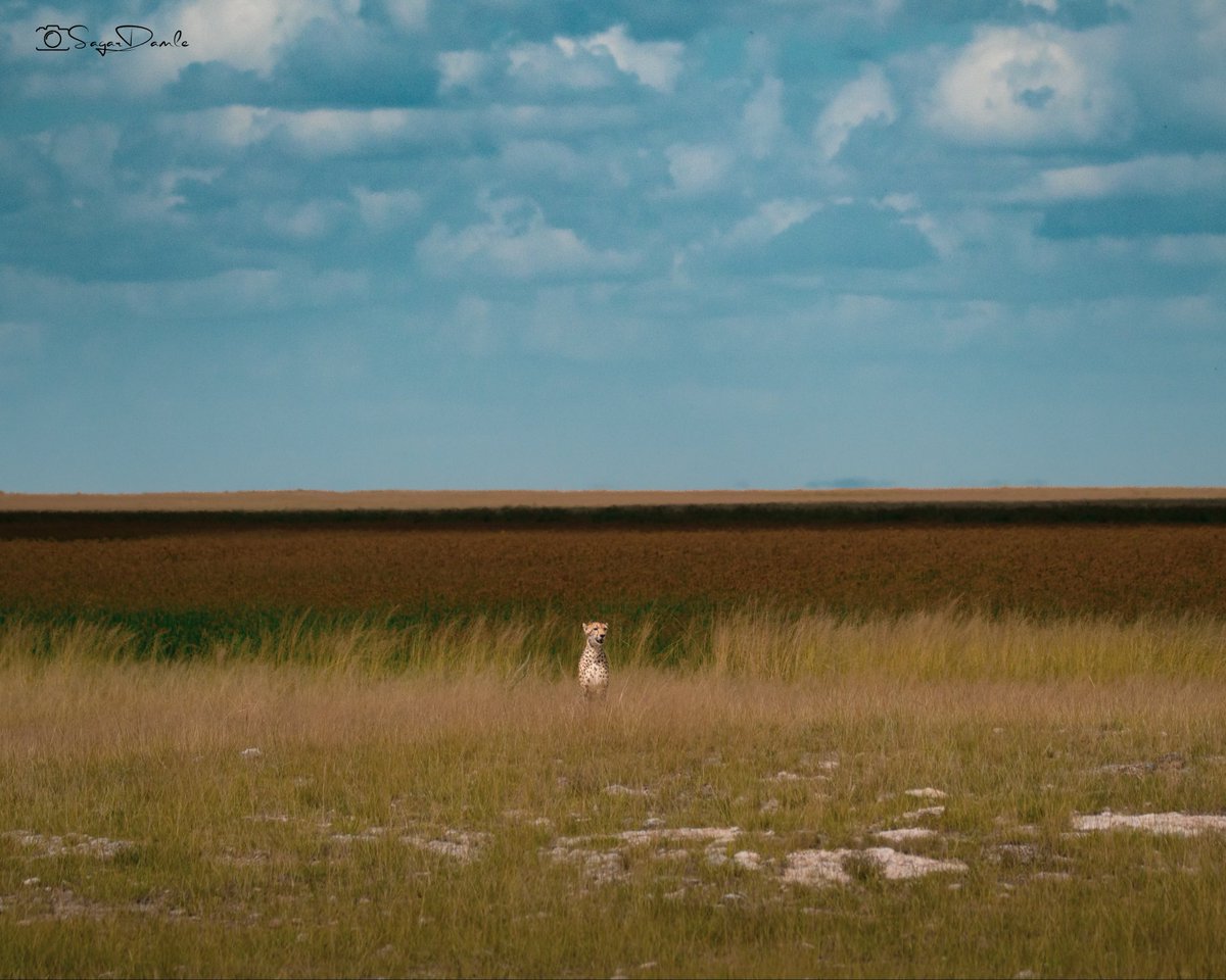Pixel_Stripes's tweet photo. The vast, untamed wilderness of the Masai Mara unfolded like an endless dream beneath a furious dancing sky. There, dead in the centre, a lone cheetah sat motionless. King of speed, master of the wind.
Such are not mere photos. They are windows to another world, the kind that command place on living room walls and refuse to be forgotten.
While others hunt tight closeups, this frame hit me hard. Adrenaline rushing through my veins the instant I clicked the shutter and surged again as I processed it last evening. I remember smiling at the lit up mac in front of me while staring at the photo. 
Be Wild. Live Wild