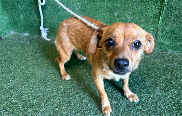 AnimaLancaster's tweet photo. #A5782253
Female, tan Chihuahua - Smooth Coated
Age is unknown.
https://t.co/nlOMfqUQ3T https://t.co/7aWkYbnPN1