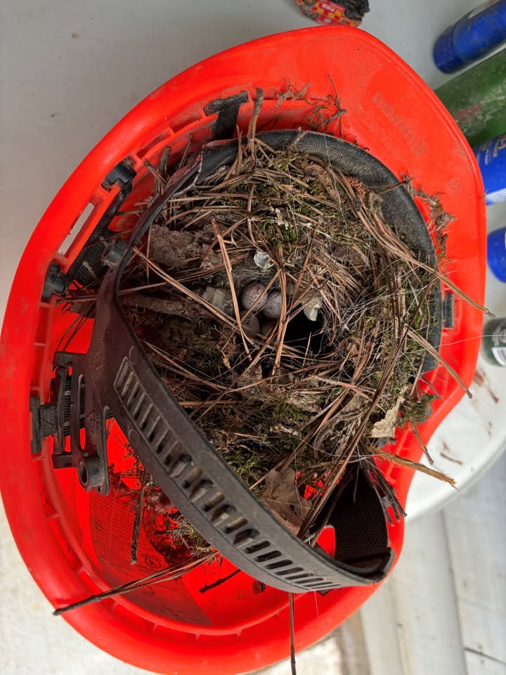 WakeGovParks's tweet photo. No one's using this, right? #BlueJayPoint staff happened across this Carolina Wren nest in one of the staff's hard hats. Looks like this hat will be out of commission for a while.
Thanks to J. Lynch for the Carolina Wren photos. https://t.co/IQ9Kn2qEmt