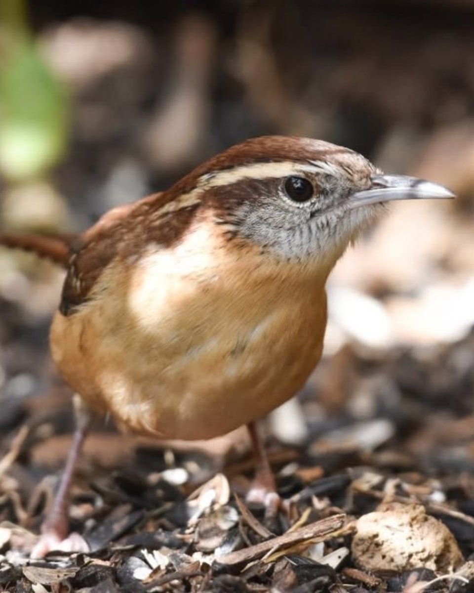 WakeGovParks's tweet photo. No one's using this, right? #BlueJayPoint staff happened across this Carolina Wren nest in one of the staff's hard hats. Looks like this hat will be out of commission for a while.
Thanks to J. Lynch for the Carolina Wren photos. https://t.co/IQ9Kn2qEmt