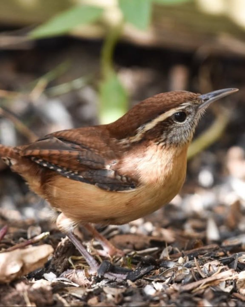 WakeGovParks's tweet photo. No one's using this, right? #BlueJayPoint staff happened across this Carolina Wren nest in one of the staff's hard hats. Looks like this hat will be out of commission for a while.
Thanks to J. Lynch for the Carolina Wren photos. https://t.co/IQ9Kn2qEmt