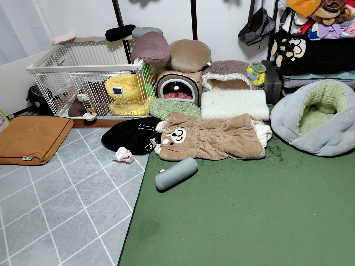 jo_rumalea's tweet photo. ただいま…ん？

変わり身の術で身代りを置いてドームハウスに隠れてました😅 https://t.co/YKDnqsiY7s