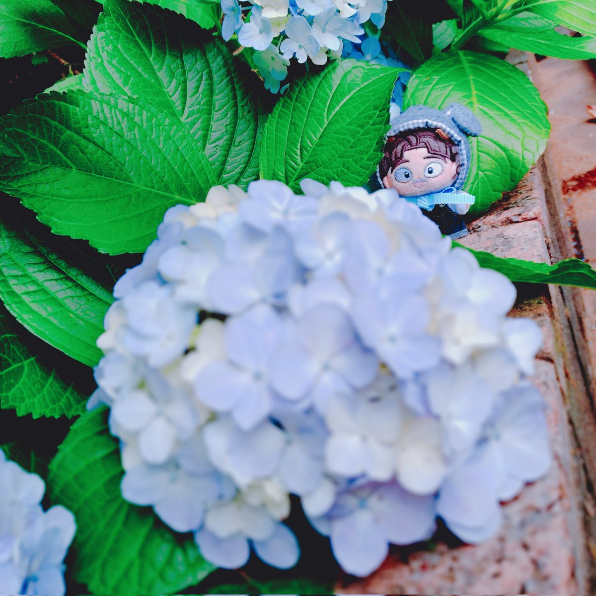 pm12912's tweet photo. ｱｼﾞｻｲ🌼 https://t.co/9lJIYSzKRE