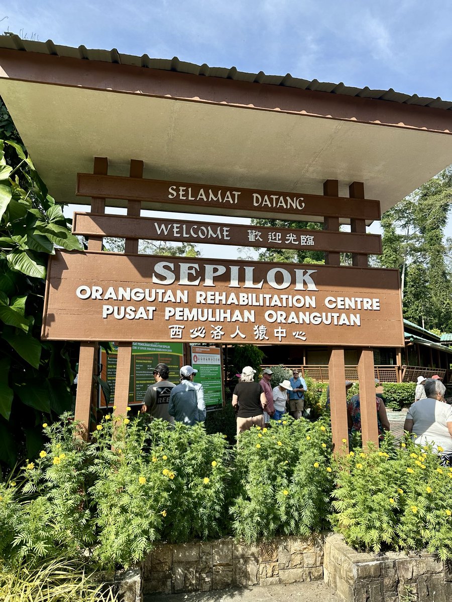 MunchPudding's tweet photo. #PostcardFromSepilok After breakfast it was time to visit Sepilok Orangutan Rehabilitation Centre ๐ฆง Straight away, Mum saw a Mum & baby in a tree! And a young Orangutan was enjoying some #DailyRolling before feeding time ๐ฒ๐พ https://t.co/wUyRk5E4hw