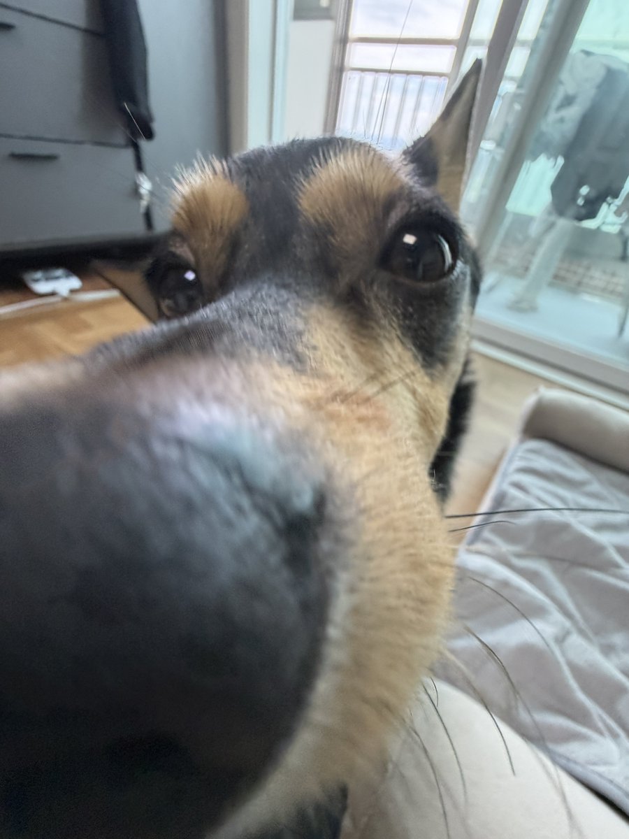 ganjang2dong's tweet photo. ￼ 🐶우리 가나디 이름....전국에 몇 마리나 있을까요
 
메리츠 펫보험이 보유한 13만 마리 강아지 데이터로 이름을 검색해봤는데
간장이는 7마리!
 
생각보다 특이한 이름이더라구여
메리츠 13만 데이터에 없는 이름이면?
￼ 경품 응모도 가능하다는 사실!!! 
우리 강아지 이름도 한번 검색해봅시댜￼ https://t.co/707tSI93BU