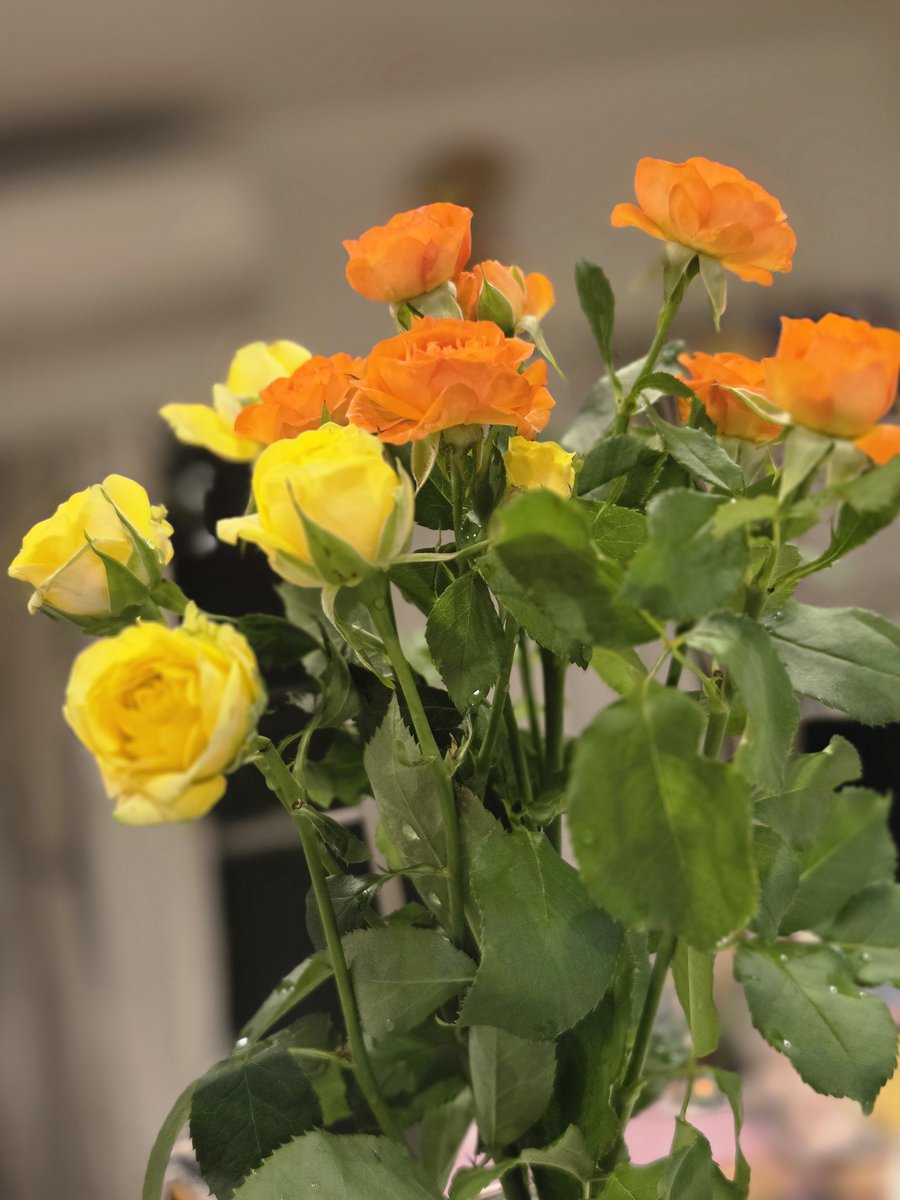 chikkoro32's tweet photo. 今日のお花

元気のでる色🌹 https://t.co/XapzTNkLTU