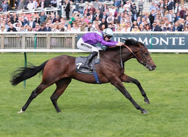 racingblogger's tweet photo. ✅️ GHOSTWRITER sold to Amo Racing for £2,000,000 has been entered in the Wolferton Stakes over 1m2f! 🎩

He'll have his first start for Kevin Philippart De Foy at Royal Ascot on Tuesday.

🟣 Last seen finishing 3rd in the Hardwicke Stakes at RA last year behind Rebel’s Romance. https://t.co/dpUYaR0InW