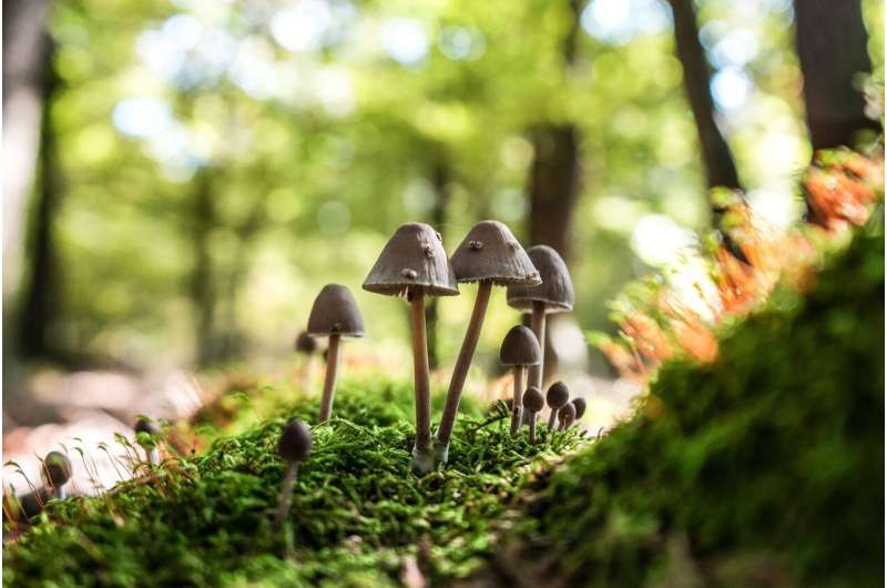 OwenGregorian's tweet photo. Single high dose of psilocybin temporarily restores lost abilities in an 80-year-old Alzheimer's patient | Sanjukta Mondal, Medical Xpress

She was able to talk and walk for longer periods, recognize some of her family members, and regain bladder control after five years of wearing diapers.

Regaining lost smile and memory

Alzheimer's disease (AD) is one of the most common forms of dementia and progressively worsens over time. It slowly takes away a person's ability to think, communicate and move freely, making even the simplest everyday tasks increasingly challenging. As the global population ages, cases of AD and other neurodegenerative disorders are rising with it. Most treatments currently available for Alzheimer's can, at best, help improve quality of life but do not offer meaningful functional recovery. Scientists have therefore broadened their search for promising therapeutic agents.

One such candidate is psilocybin, which activates specific serotonin receptors in the brain. Previous brain-scan studies investigating the effects of psychoactive compounds have shown increased communication between large-scale brain networks. In animal studies, these drugs have also been shown to promote neuroplasticity, which is the brain's ability to form new branches and connections between nerve cells.

To explore the effects of the mushroom compounds on AD, the researchers conducted an exploratory observational case report in which they closely followed one person to observe how she responded to the treatment. The woman involved in the study, 80, had been living with advanced Alzheimer's disease for 10 years. At the start of the study, she could barely speak, was unable to control her bladder and needed help walking. She was given a single oral dose of 5 grams of psilocybin-containing mushrooms, which is considered a high dose. A month later, she was given a slightly smaller dose of 3 grams.

They found that after taking a single high dose of psilocybin, the patient regained several abilities she had lost years earlier. Within 19 hours of taking the dose, she was able to hold hourlong conversations about her life, whereas before the study her speech had been limited to one or two words at a time. She began to show emotions and respond to humor.

Not only did her bladder control improve, but her diapers remained dry even overnight, and she also started dressing herself. She began to maintain eye contact and smile back at people. Many of the gains persisted for weeks, with some continuing after the second, lower dose.

This case showed that after receiving psilocybin, a patient with advanced Alzheimer's temporarily regained several abilities. The researchers, however, highlighted that the treatment did not reverse the disease but revealed that some functional abilities may still remain in the brain during late-stage Alzheimer's and can be temporarily reactivated under certain conditions.

Written for you by our author Sanjukta Mondal, edited by Stephanie Baum, and fact-checked and reviewed by Robert Egan—this article is the result of careful human work. We rely on readers like you to keep independent science journalism alive. If this reporting matters to you, please consider a donation (especially monthly). You'll get an ad-free account as a thank-you.

Read more:

https://t.co/lnon9NdFjH