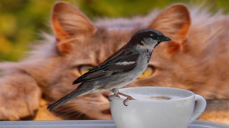 TenorioBarron's tweet photo. Los gatos domésticos son los grandes asesinos de aves silvestres en todo el mundo matando millones, irónicamente los pájaros negros llamados zanates también son una gran plaga en ciudades de México que matan pequeñas aves.
https://t.co/ggE1YCqhOg
#VolveríasConTuEx2
#sَُex #CDMX https://t.co/gF5jnQ8SLq