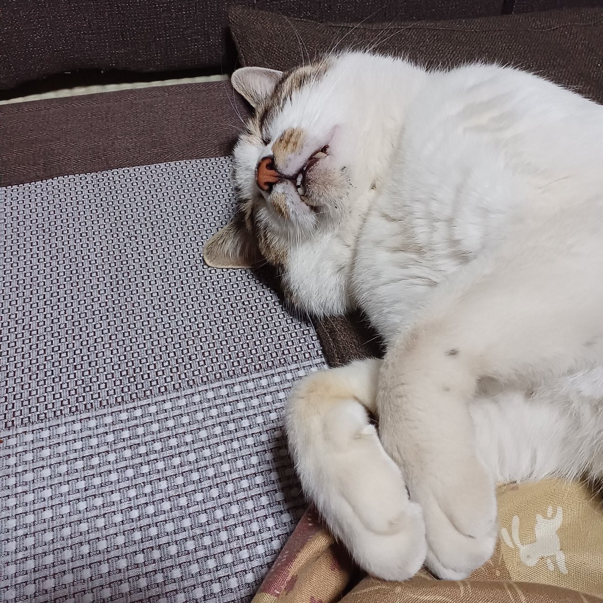 TACK_96's tweet photo. 【ブー太郎】

仕事から帰って来たらｵﾔｼﾞの座る場所無し...
(ФωФ)

#猫のいる暮らし https://t.co/P1lUc0K436