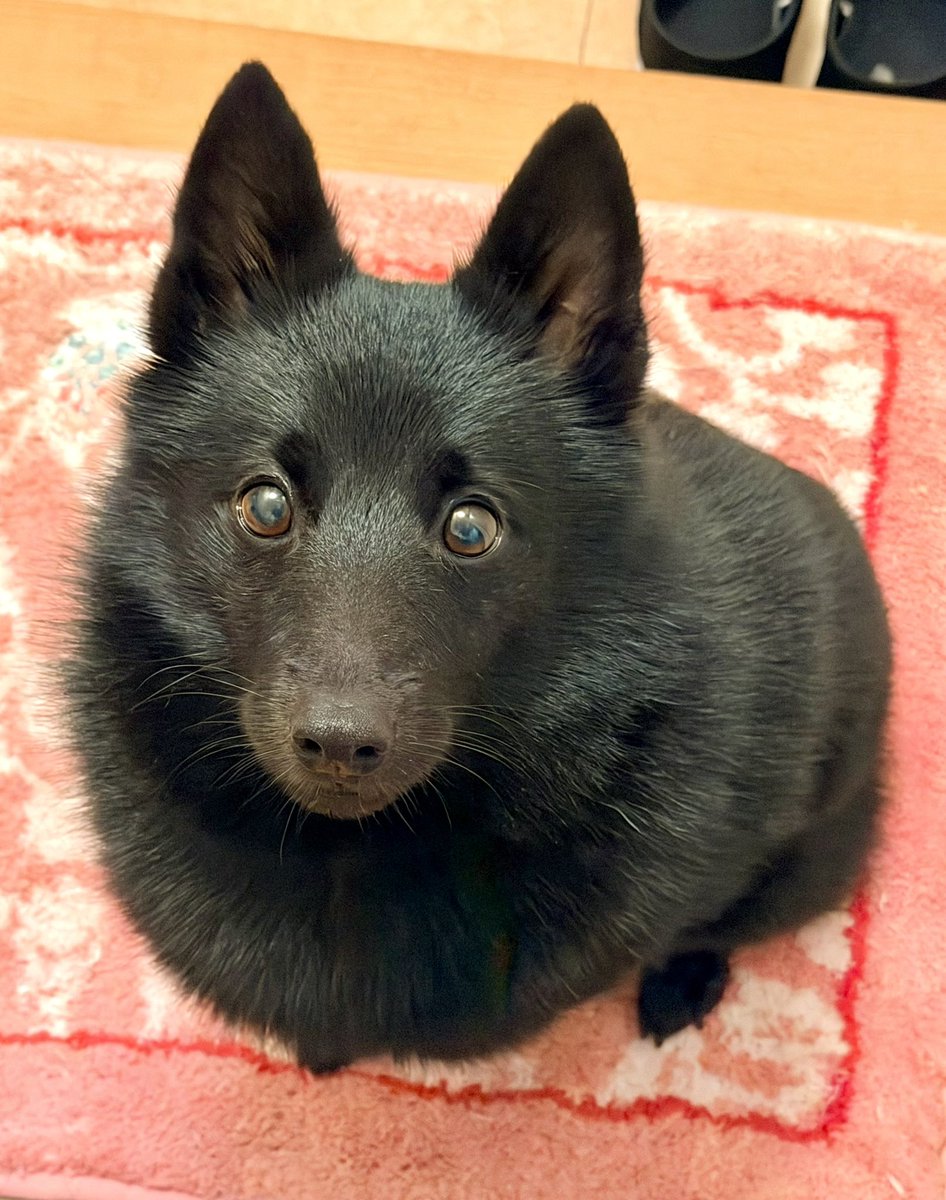 gomame0210's tweet photo. コウモリと間違えられる犬です🦭💕 https://t.co/ZtBR3laHaC